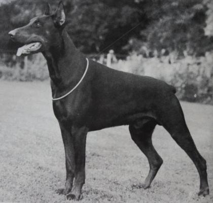 Cliff v. Odenwald | Black Doberman Pinscher