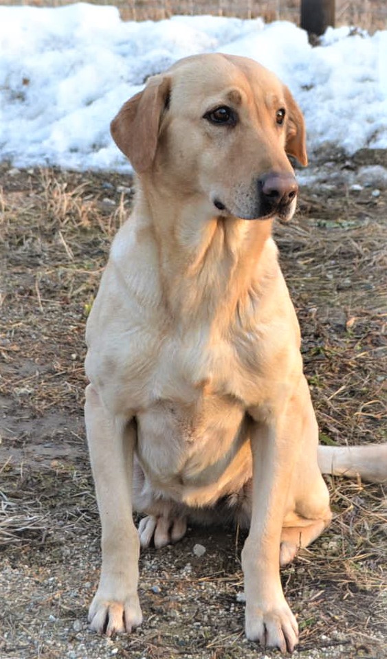 HRCH Marsh Dogs It Ain't The Whiskey | Yellow Labrador Retriver