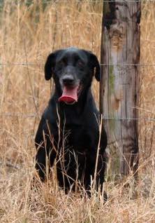 UFTA F.CH10 NF.CH2  Shiloh’s Faithful Brigadier | Black Labrador Retriver