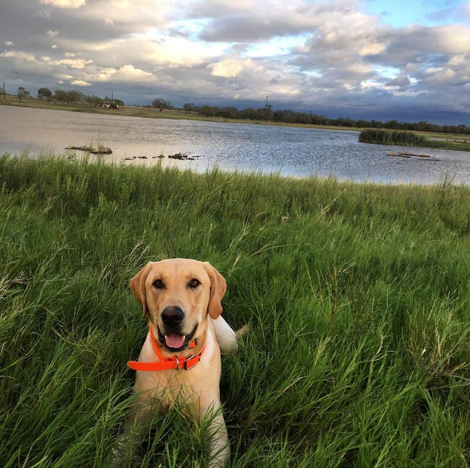 Cinco's Young Gun Cooper | Yellow Labrador Retriver