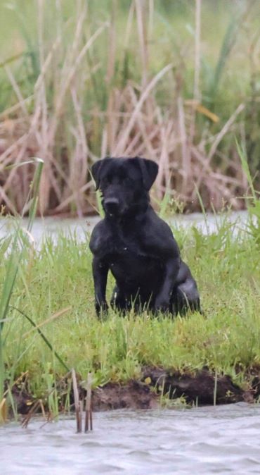 HRCH UH  Boo's Missing In Action MH12 | Black Labrador Retriver