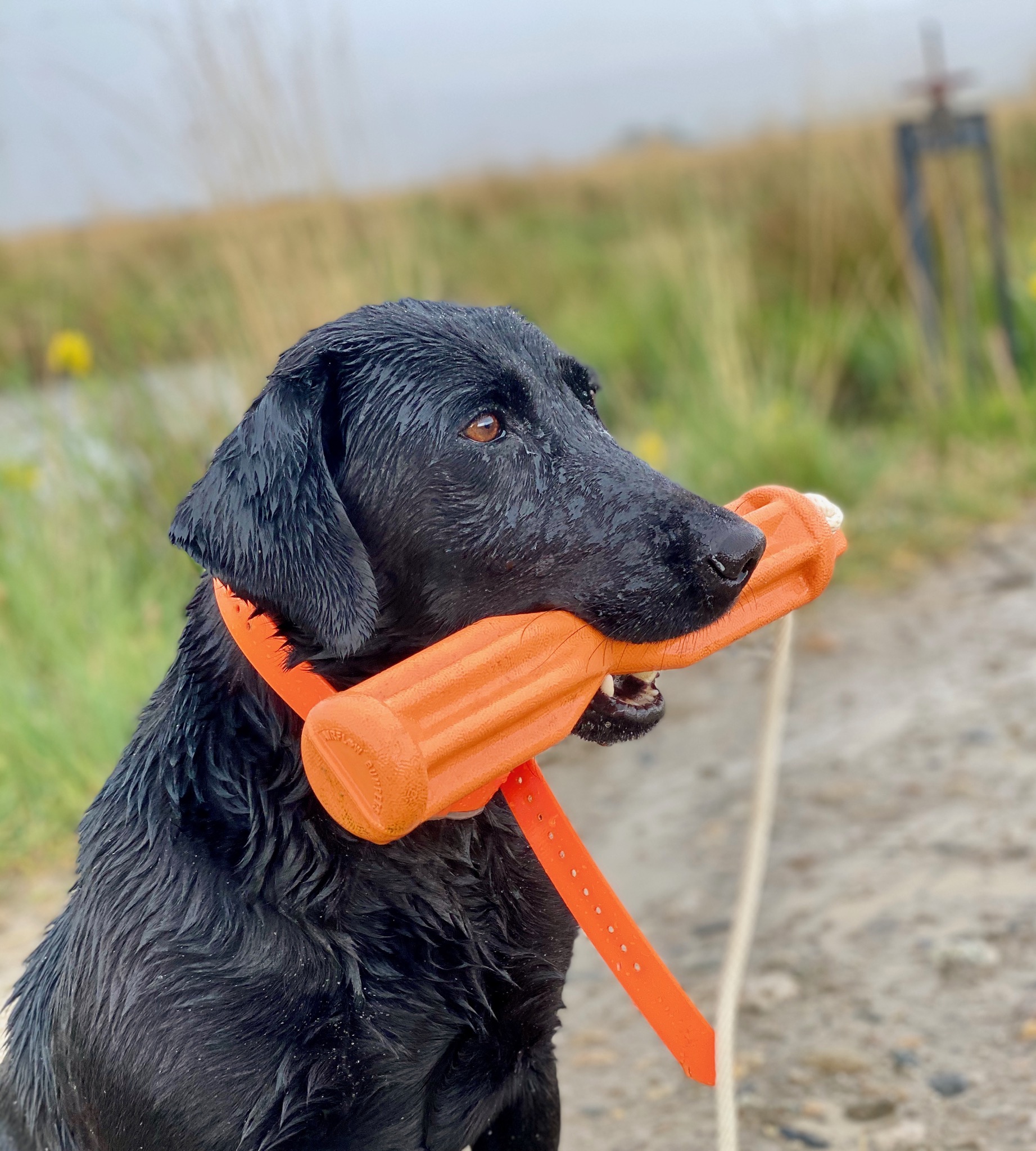 Knibloe Hills Sound Off Trumpet NDL | Black Labrador Retriver