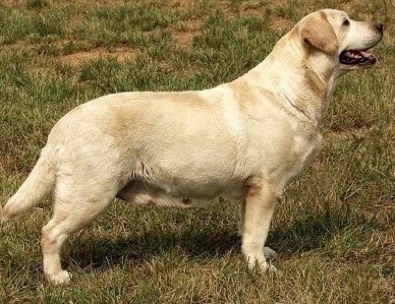 CH Trinity's Eternal Joy | Yellow Labrador Retriver