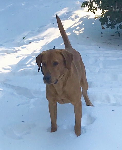 HRCH Rooster's Rebel Yell MH | Yellow Labrador Retriver