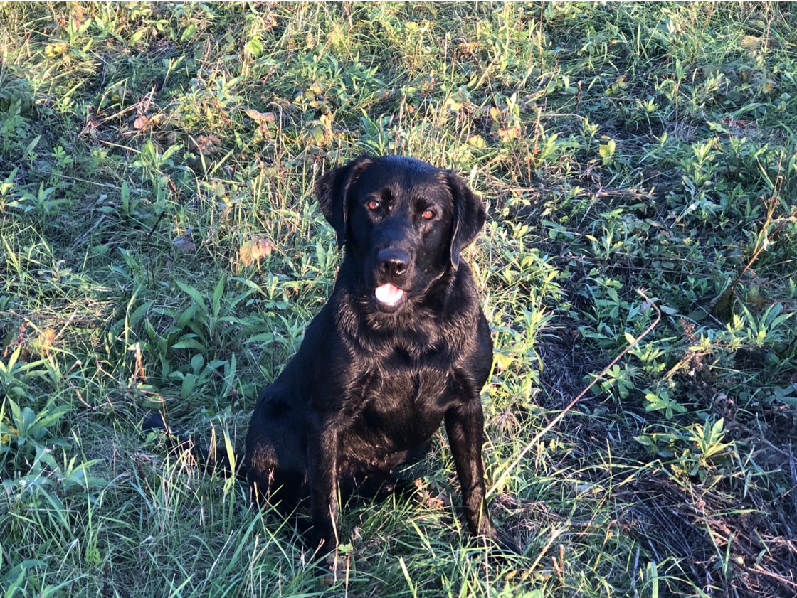 BDC CH The Blast’s Under The Radar MH | Black Labrador Retriver