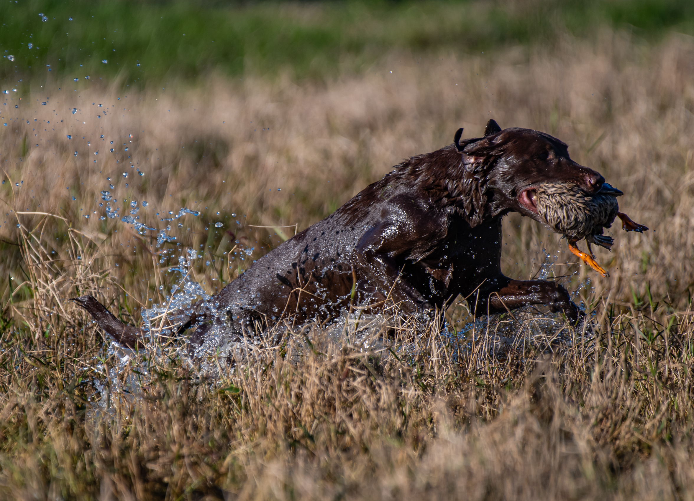 HR UH UUF UUJCH  Big Creek's Sienna Roux SH NJP DCAT DM AMX | Chocolate Labrador Retriver