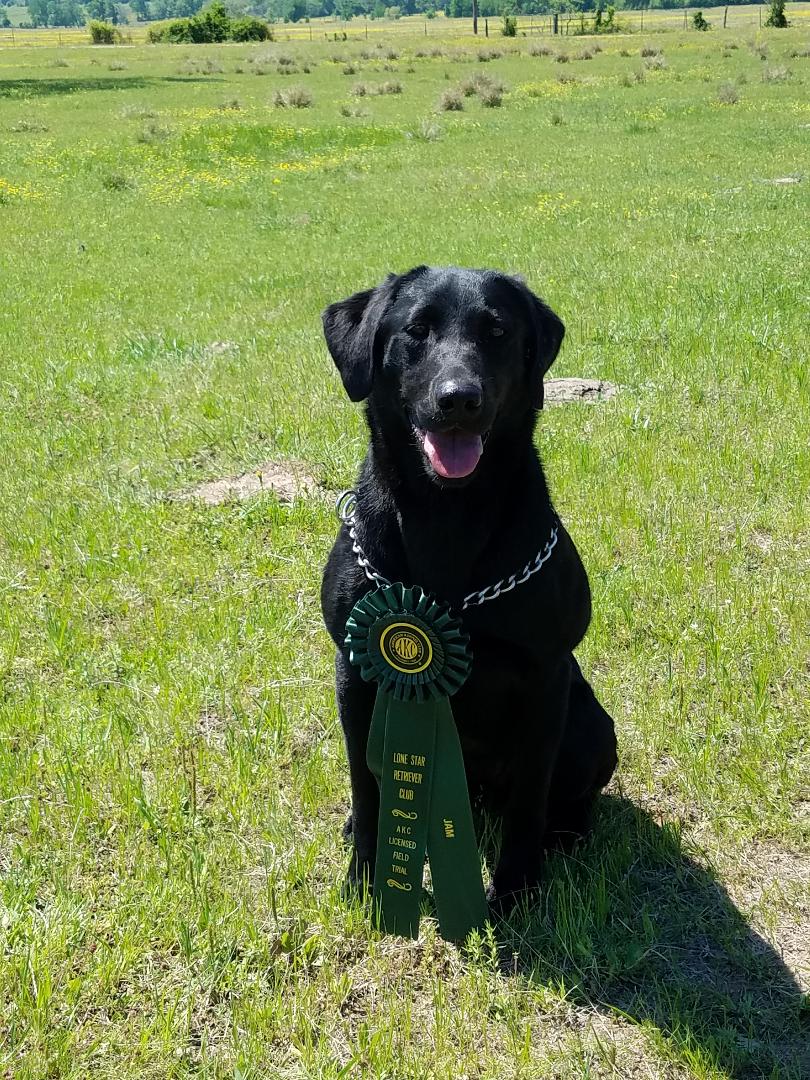 Warren-hill's Celtic Quest | Black Labrador Retriver