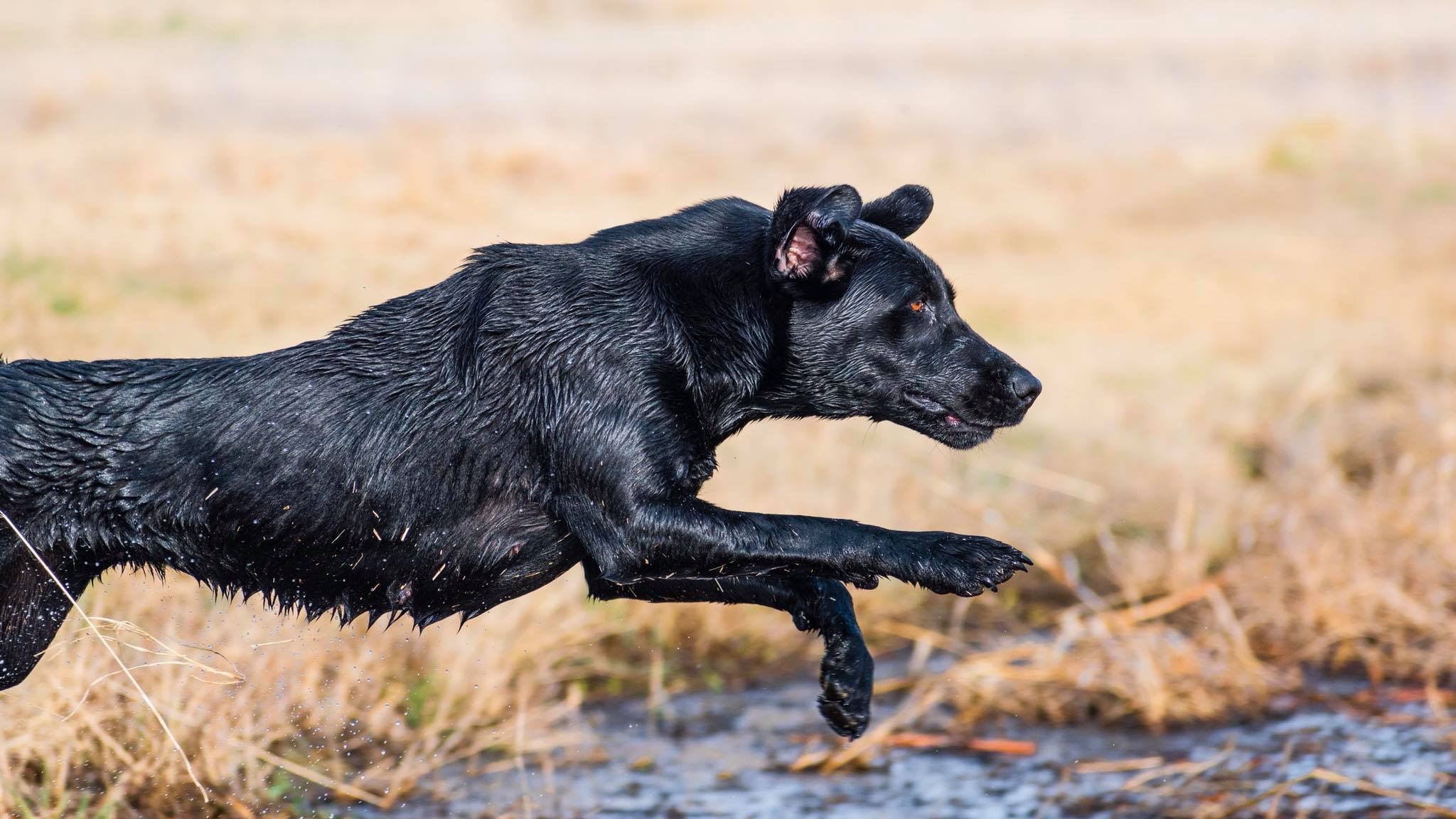 Tulie’s Hail Call MH | Black Labrador Retriver