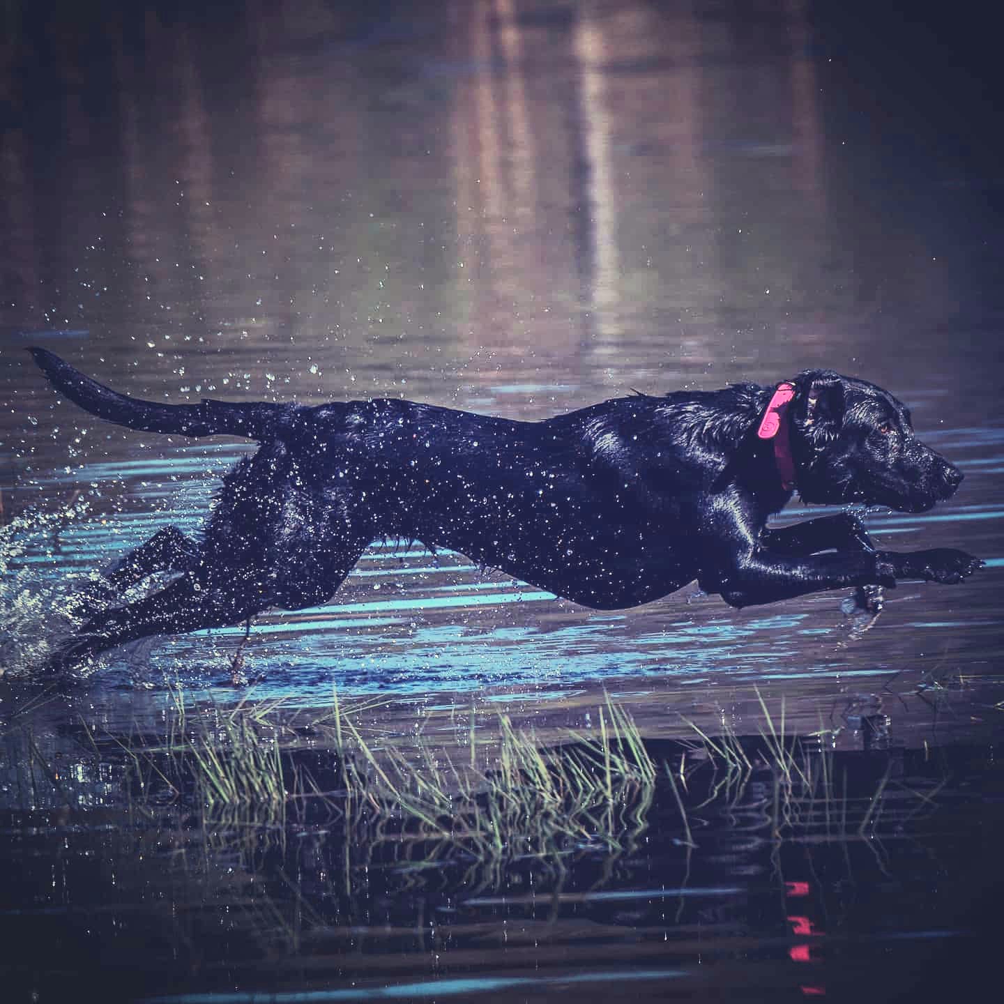 Lord's Hot Pepper | Black Labrador Retriver