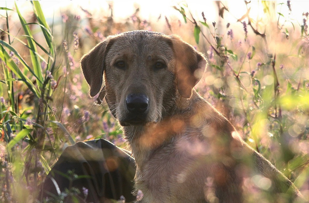 HR Smoken Hot Traeger | Yellow Labrador Retriver