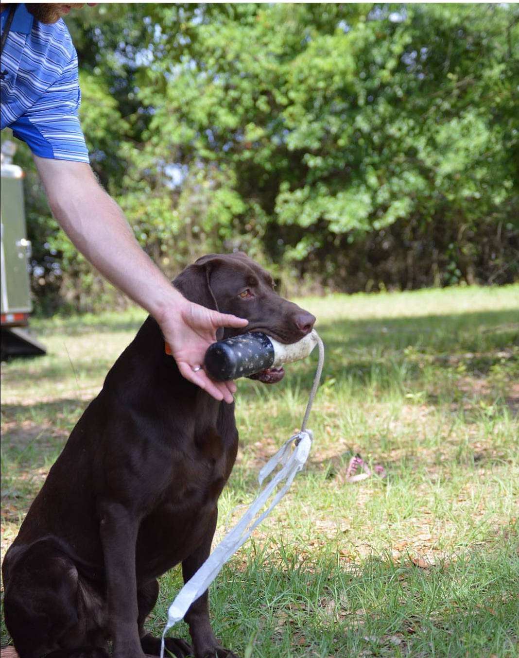 HR Top Lines Lil Sprig Pup SH | Chocolate Labrador Retriver