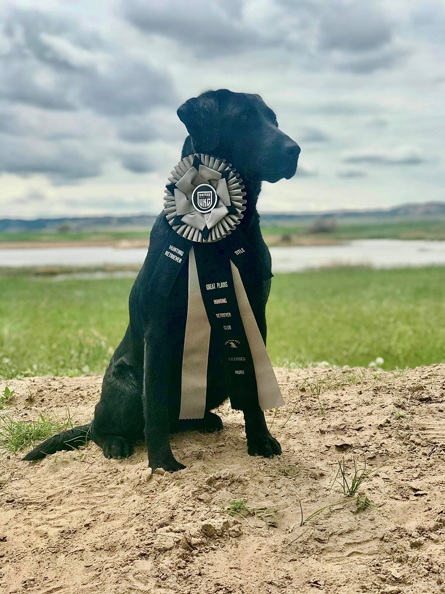 HRCH GDR's Texas Pike Perfect Storm | Black Labrador Retriver