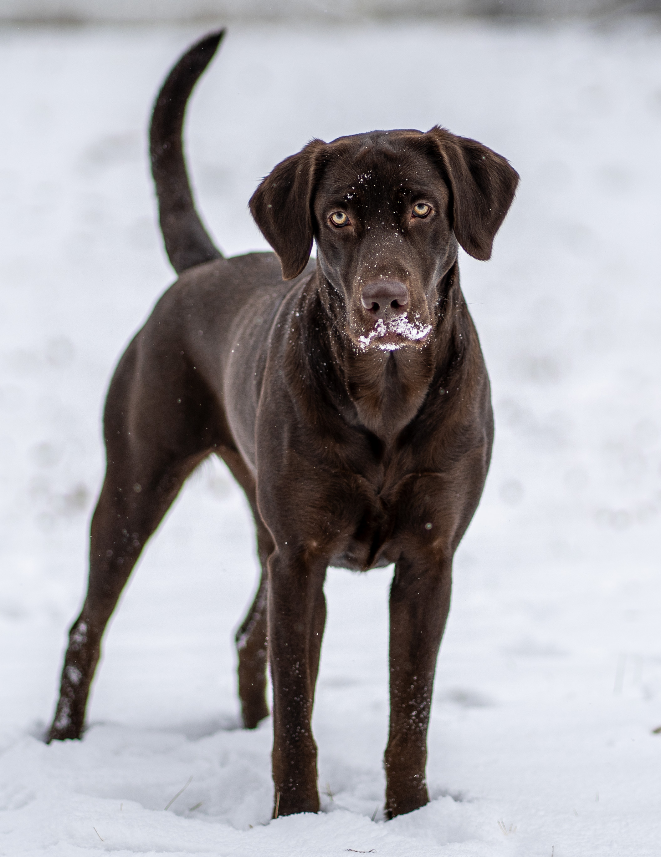 HR Formann's Leia | Chocolate Labrador Retriver