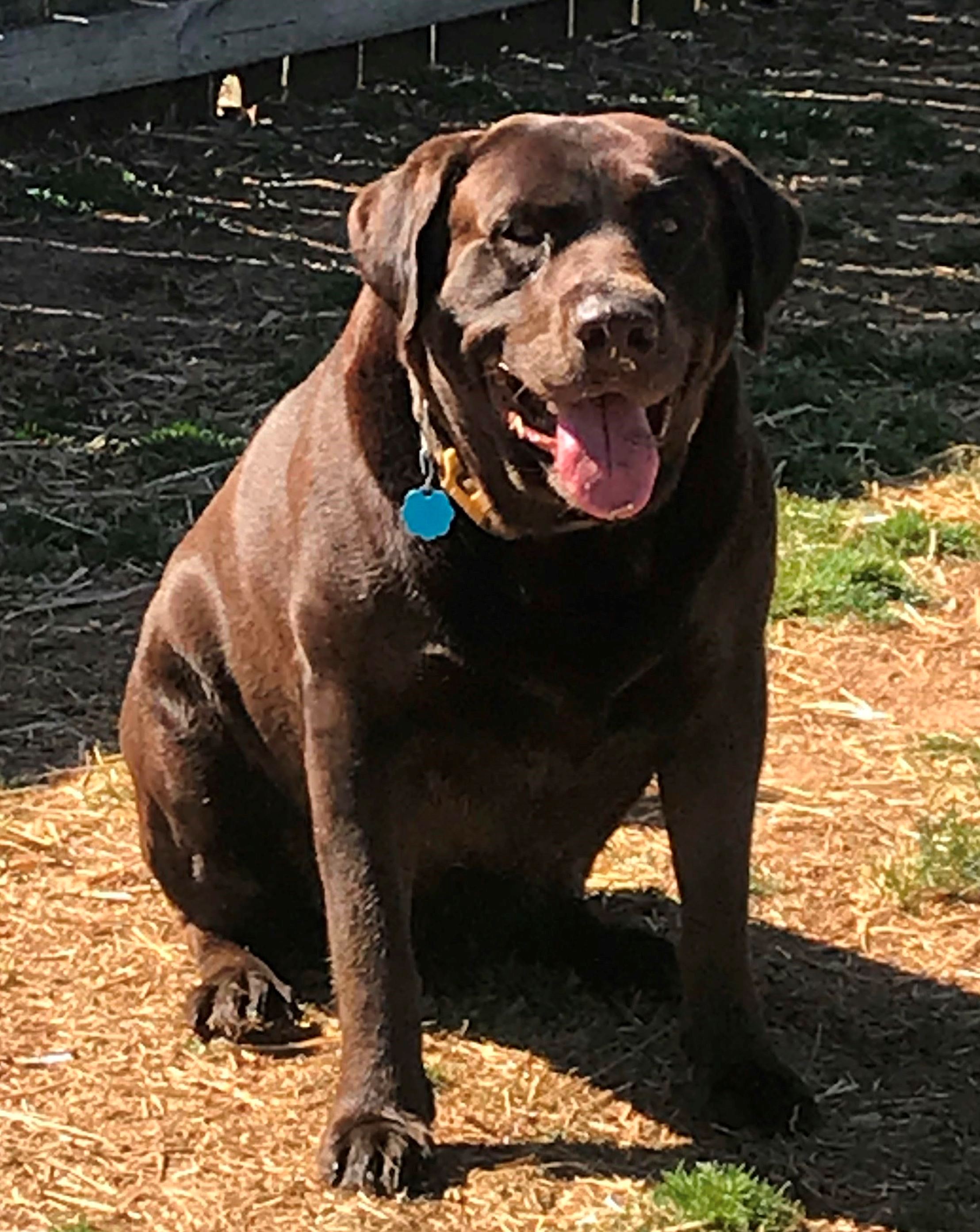 Sir Samson Easton Russell | Chocolate Labrador Retriver