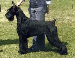 Skansen's Eastwood | Giant Schnauzer 