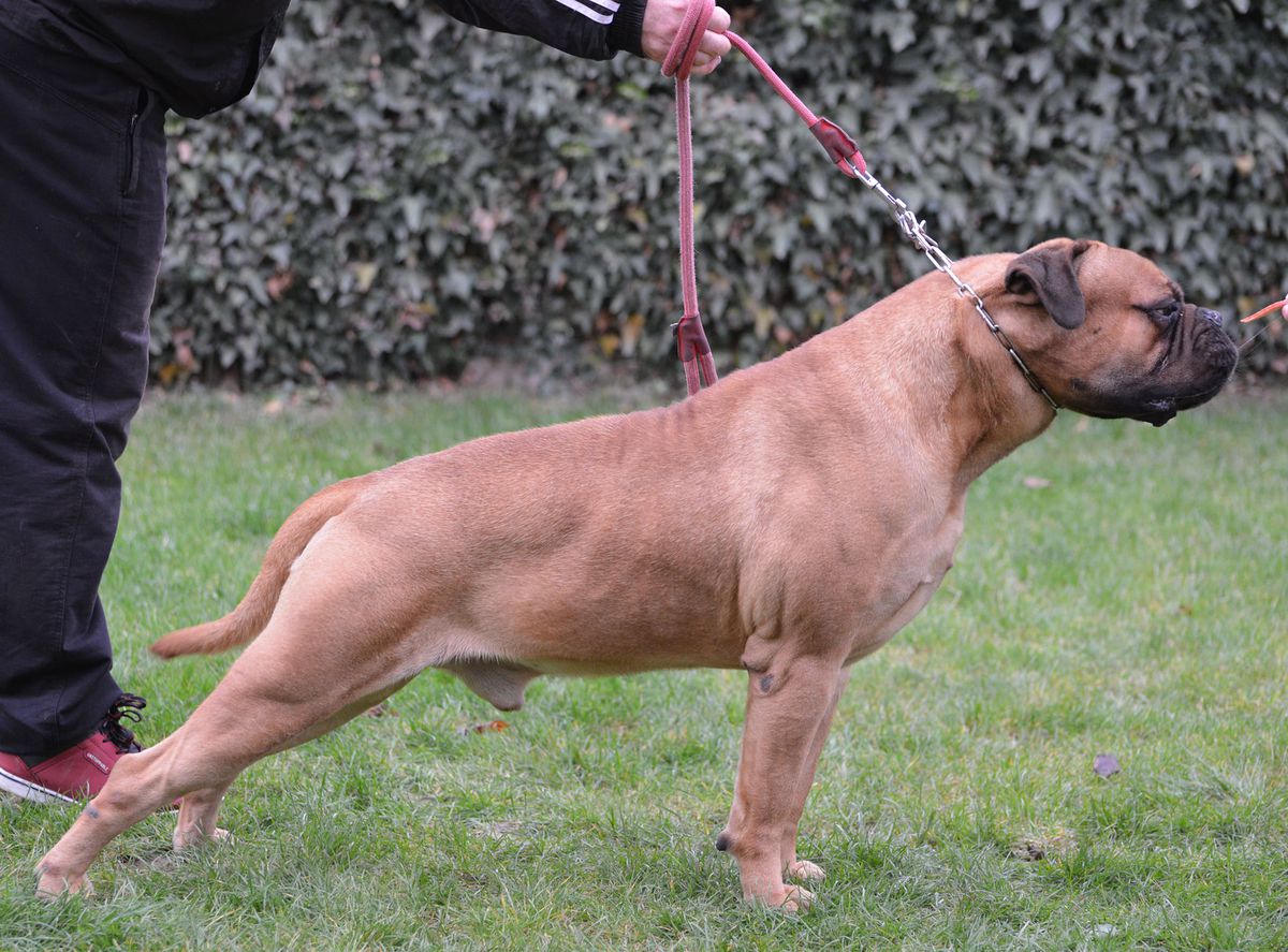 Buffon Balkan Line P.U. Kennel | Bullmastiff 