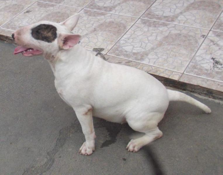 Missie Yoda Kadesh Family | Bull Terrier 