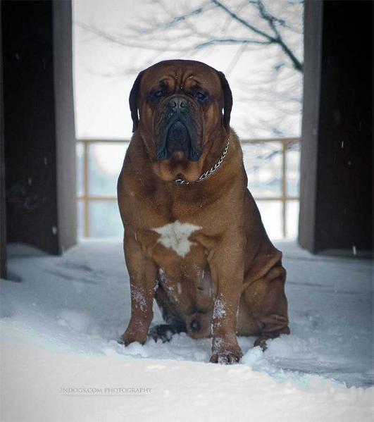 Artur Conte di Istria | Dogue de Bordeaux 