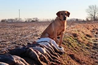 HRCH Rudy's Next Legend MH | Yellow Labrador Retriver