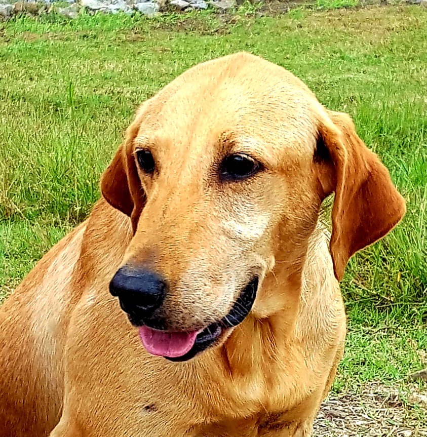 American Honey II | Yellow Labrador Retriver