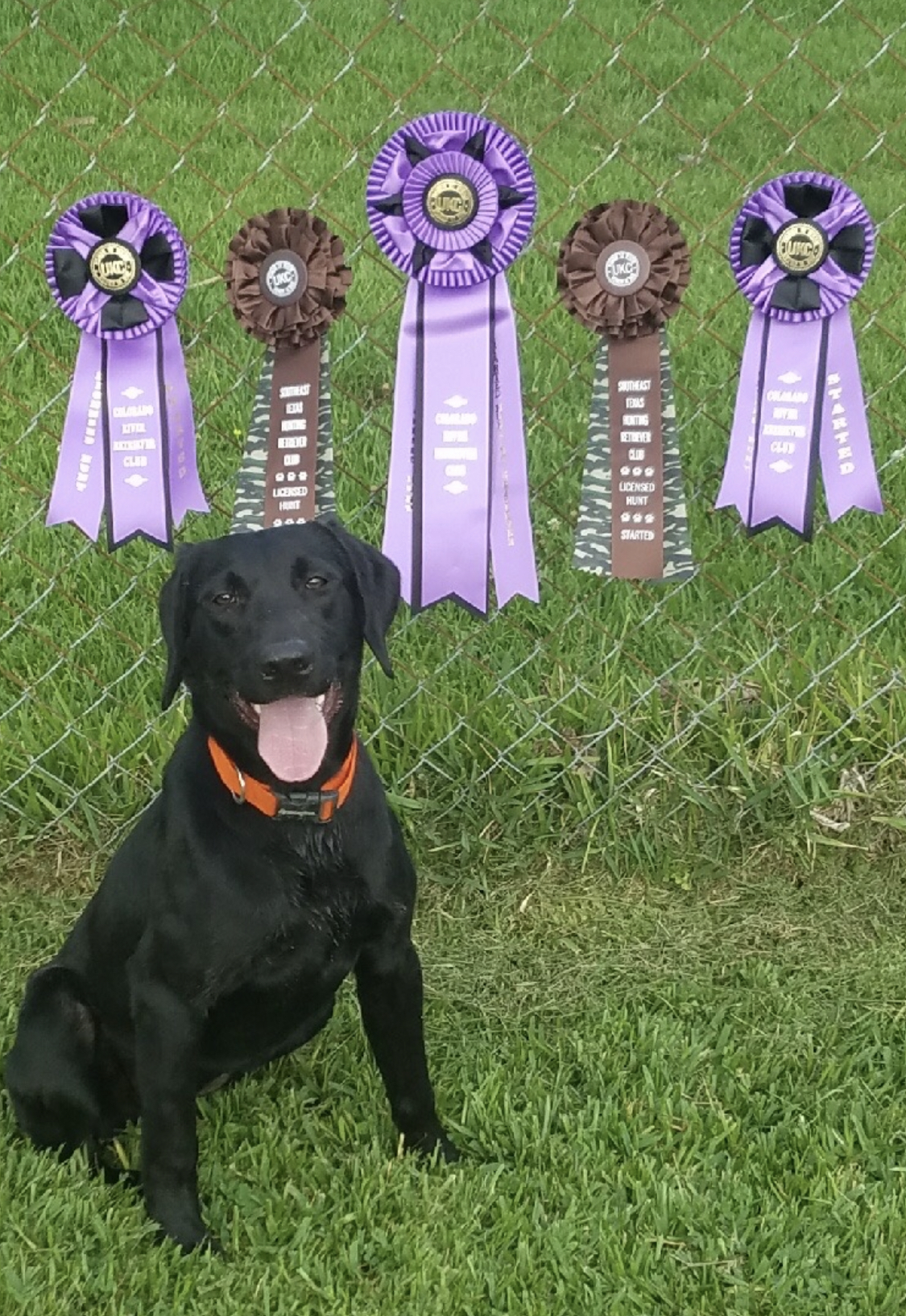 HR Coastal Storm's Tractor Traylor JH | Black Labrador Retriver