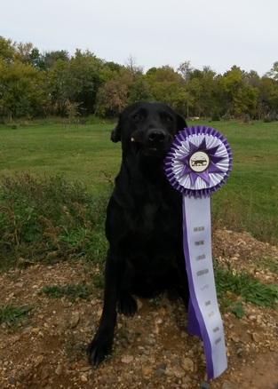 4XGMPR HRCH ZZ-RR Dukeson Ranger Danger | Black Labrador Retriver