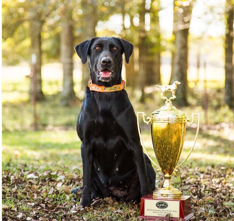 UFTA F.CH8 Valley of Shiloh | Black Labrador Retriver