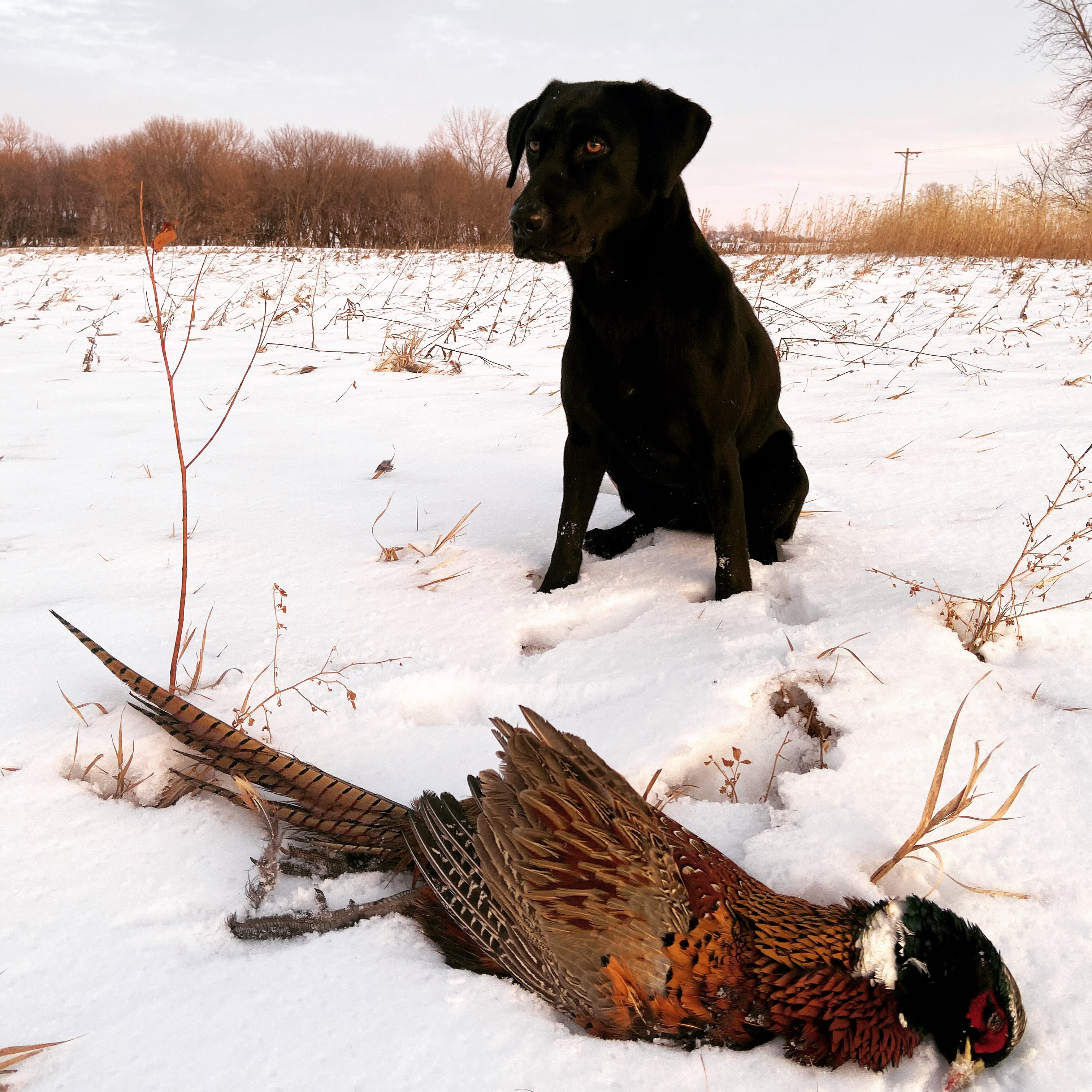 Fully Charged Powder Keg Little Rock JH | Black Labrador Retriver