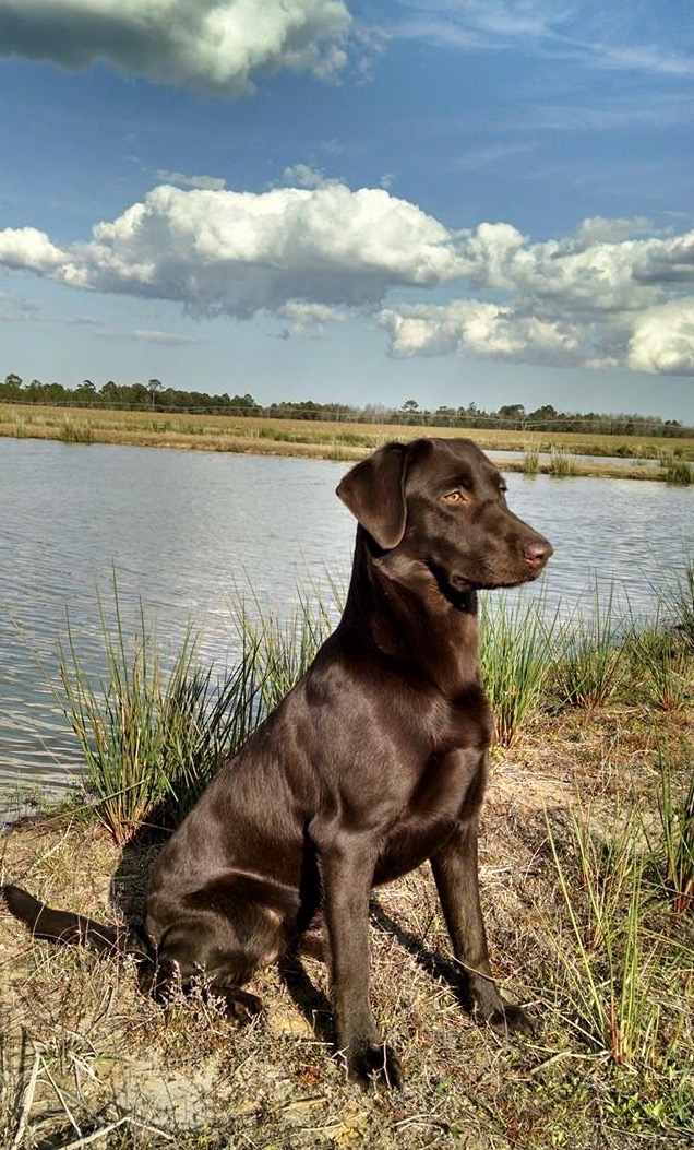 HRCH Daisy Duke Buscemi MH | Chocolate Labrador Retriver