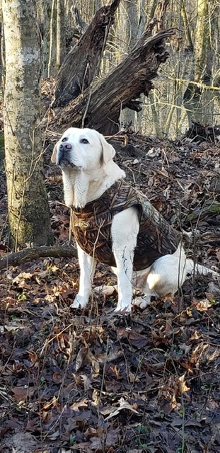 ELLIOTT'S ARMBROOK GO TELL IT ON THE MOUNTAIN MH | Yellow Labrador Retriver