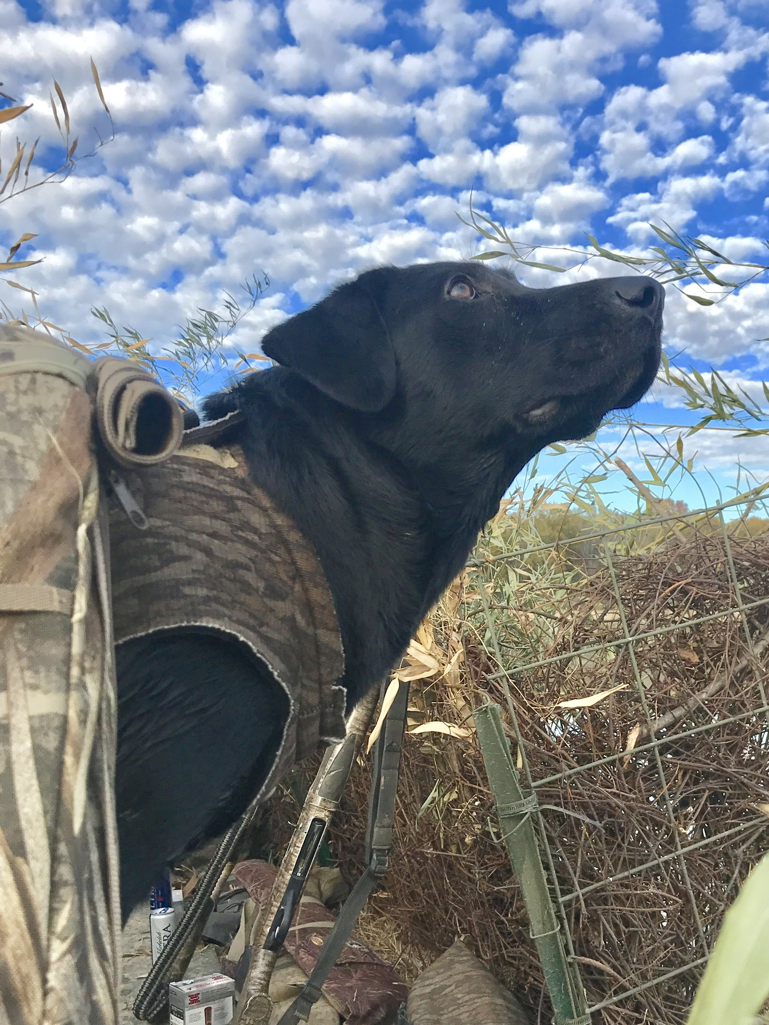 Phillie’s Big River Soulshine | Black Labrador Retriver