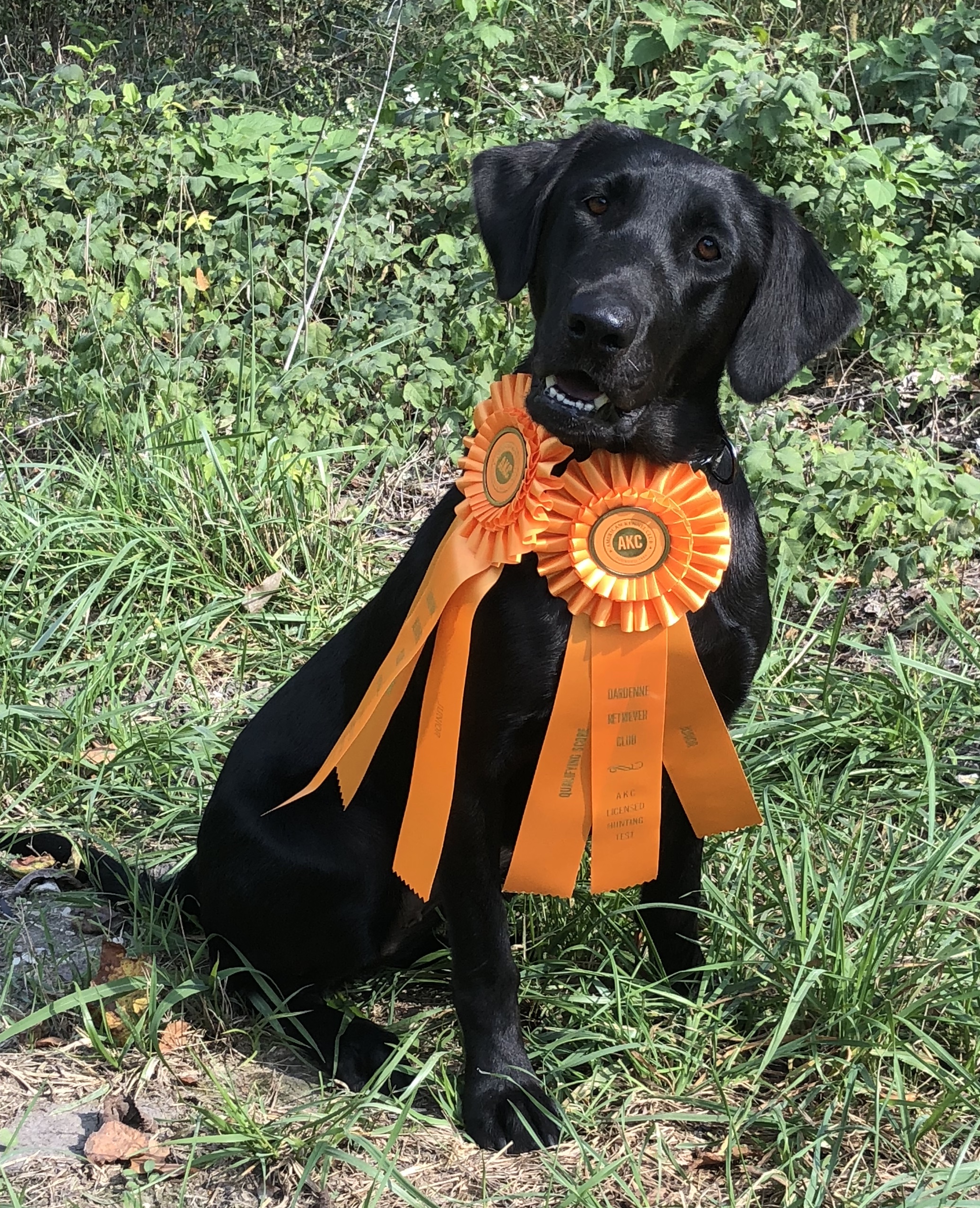 Ellis Of Isle Retrievers JH | Black Labrador Retriver