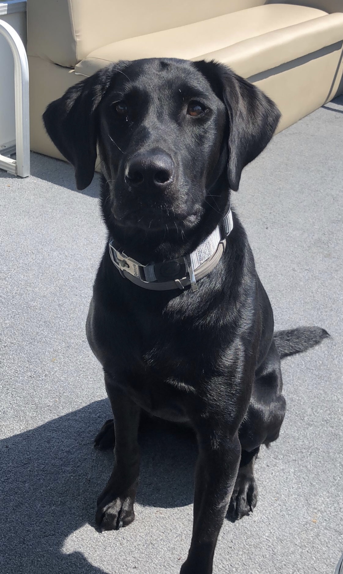 Angel Of Isle Retrievers | Black Labrador Retriver