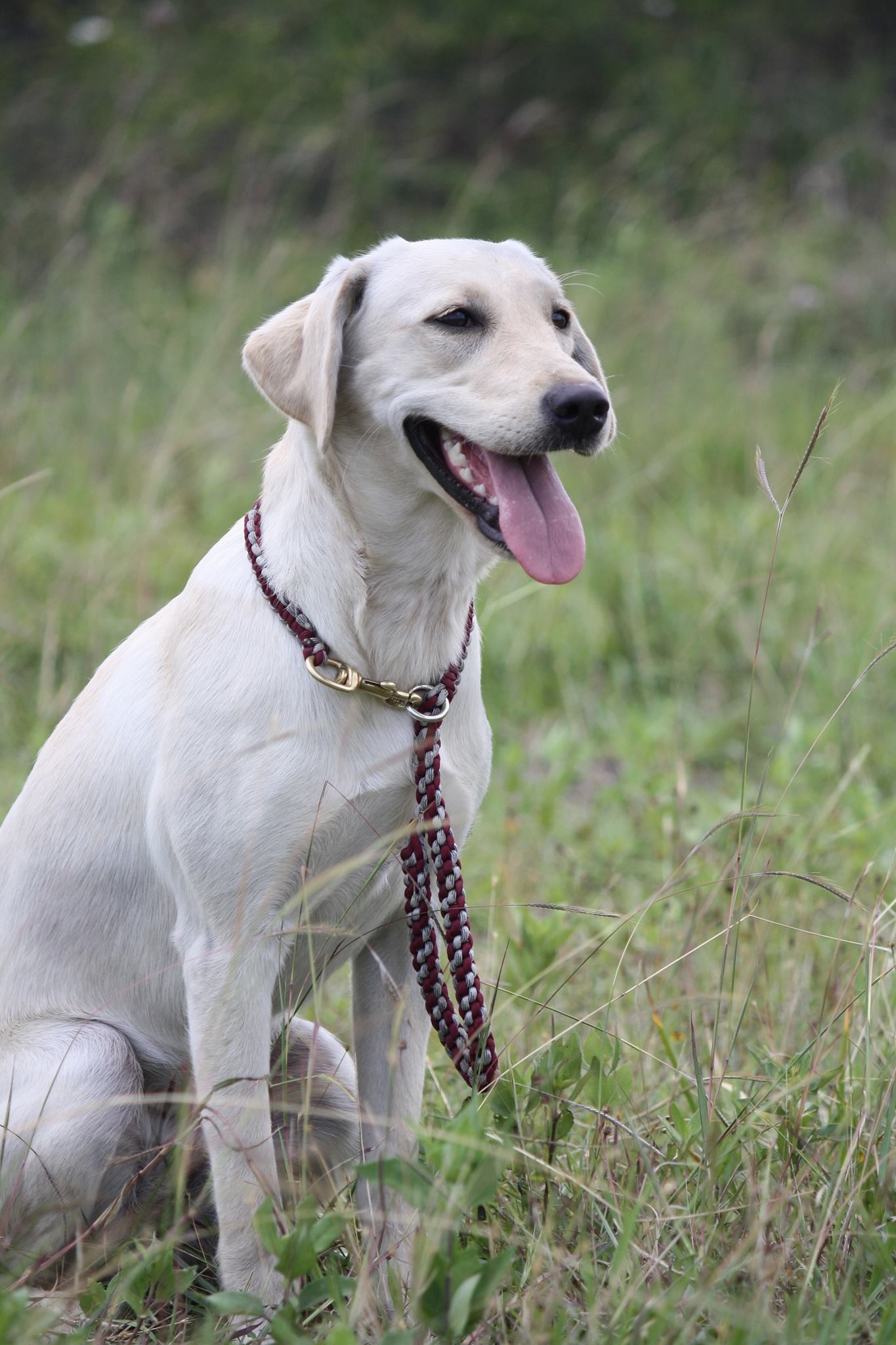 HRCH Baker's Pure Texas Honey | Yellow Labrador Retriver