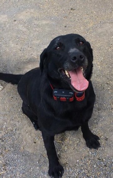 Tibea Waterflight | Black Labrador Retriver