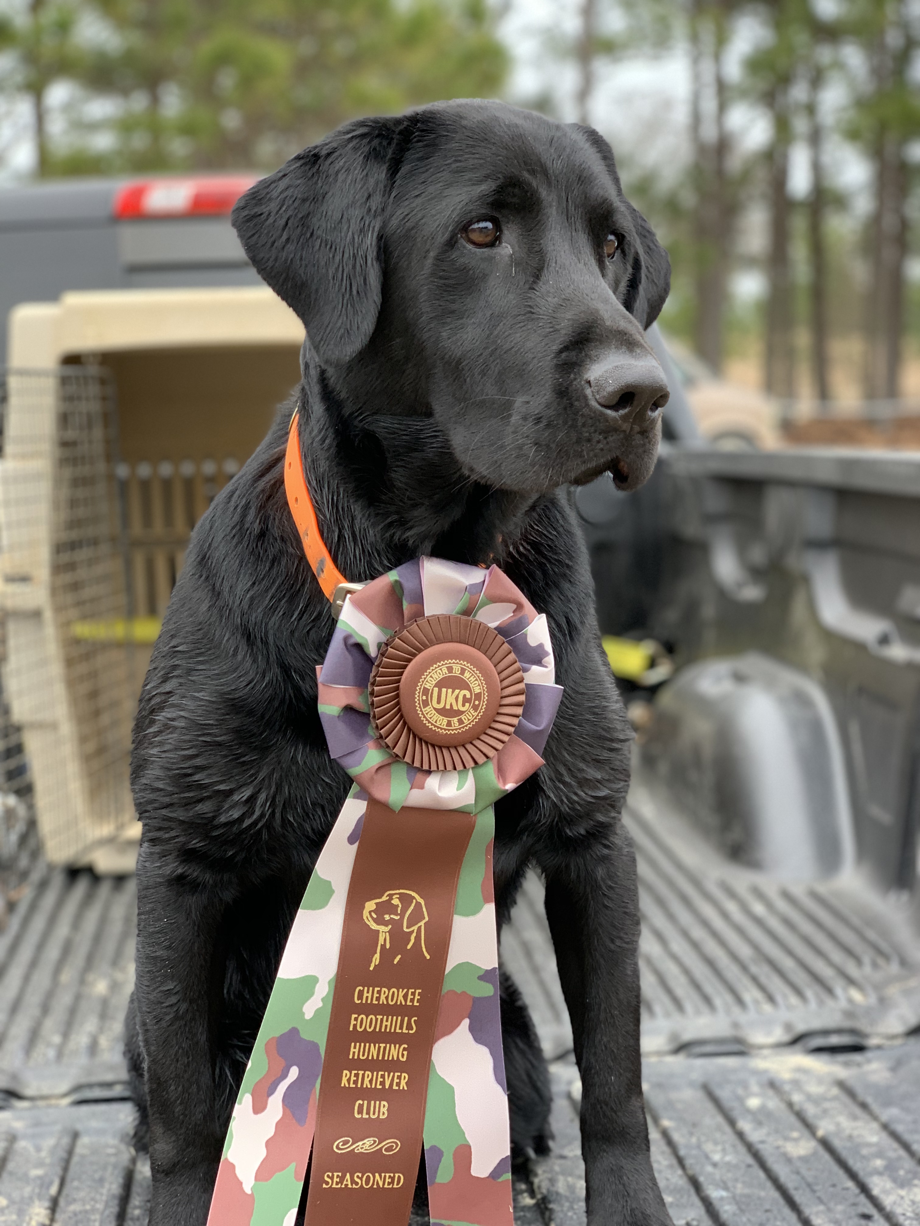 HR Chasing Yukon's Ghosts | Black Labrador Retriver