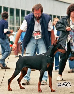 Lou Lou v. Franckenhorst | Black Doberman Pinscher
