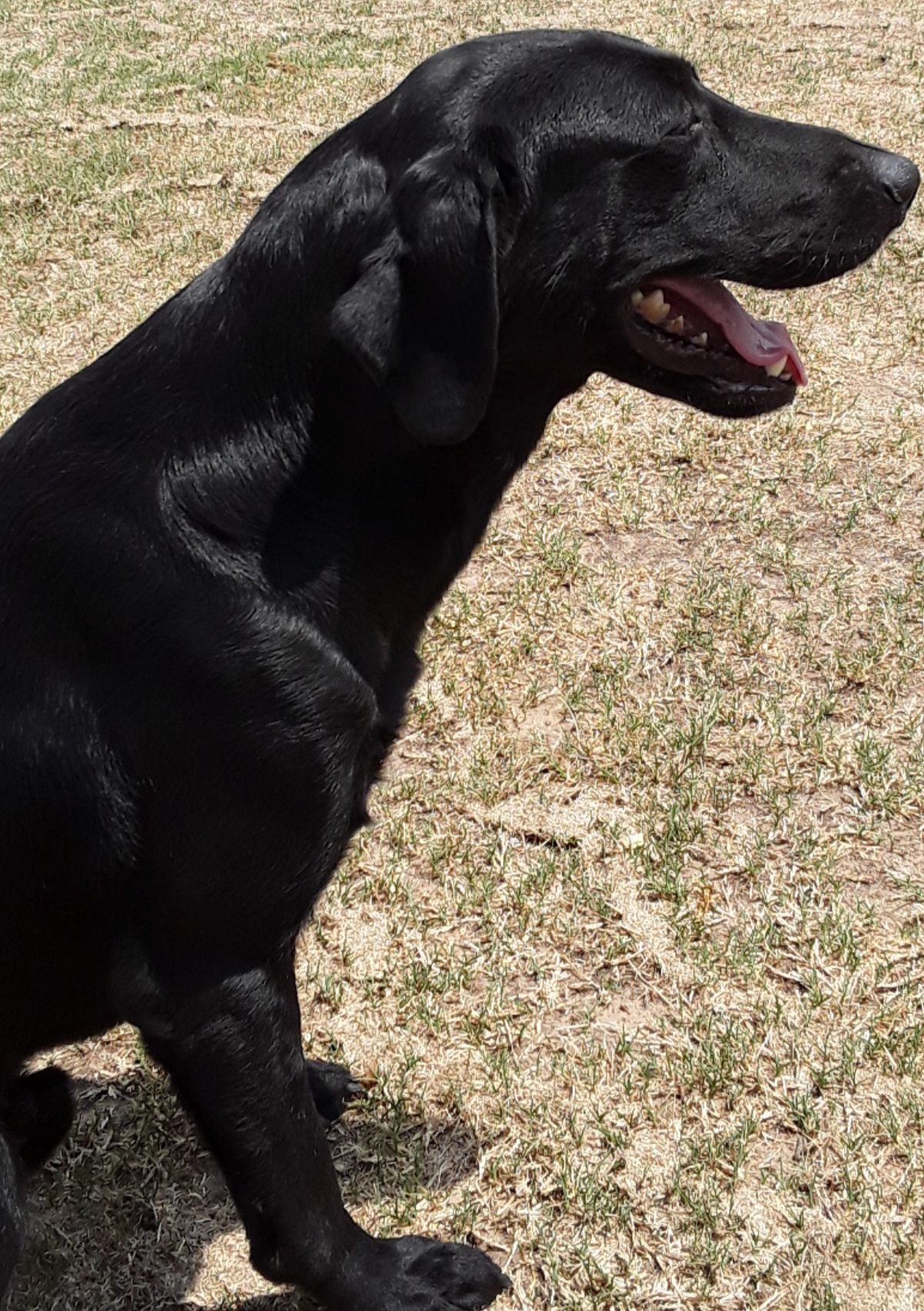 Whitestone's Big Man Cash | Black Labrador Retriver