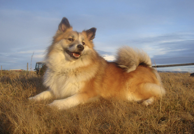 Stefsstells Salka Spesía | Icelandic Sheepdog 