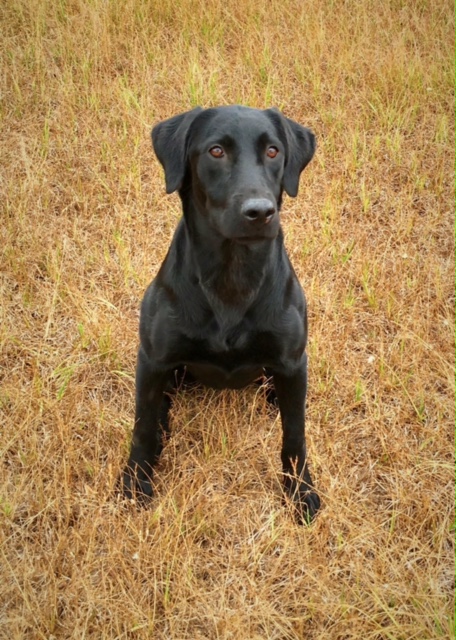 HR Fowlplay's Black Pearl | Black Labrador Retriver