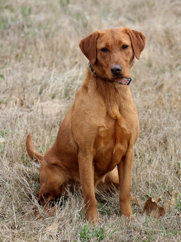 HR RHK Kim's Say Goodnight Gracie JH | Yellow Labrador Retriver