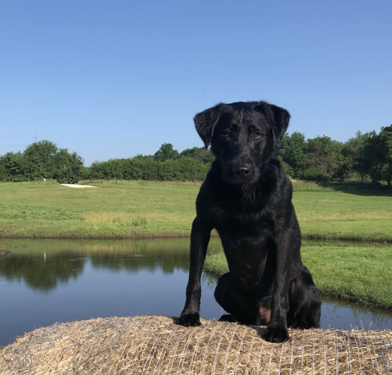 HRCH UH Drake Creeks Flight Commander | Black Labrador Retriver