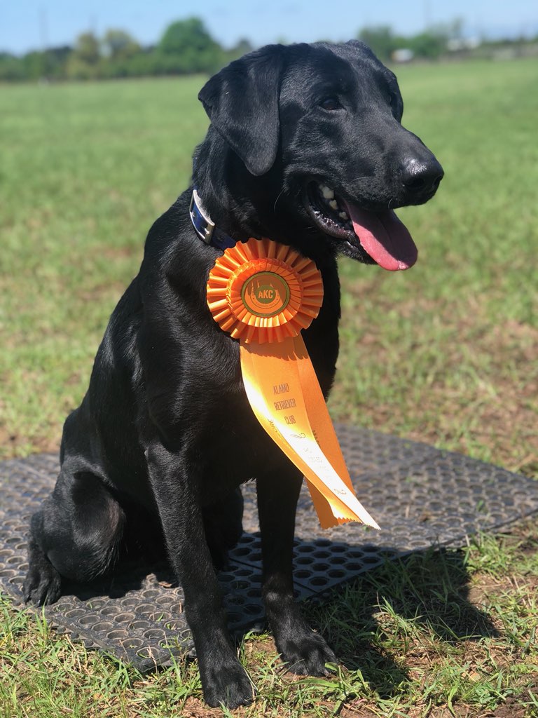 Watermark's Fireformed & Reloaded Hot MH | Black Labrador Retriver