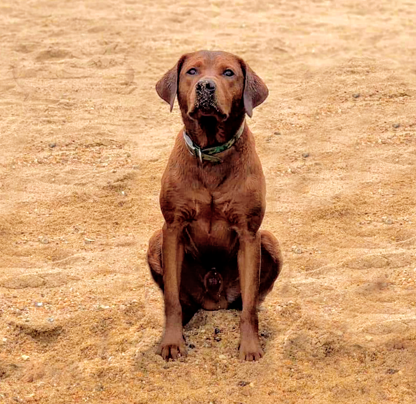 Johnson's Showtime 24karrot Magic In The Air Semko JH DCAT HDM DJA DN TKI | Yellow Labrador Retriver