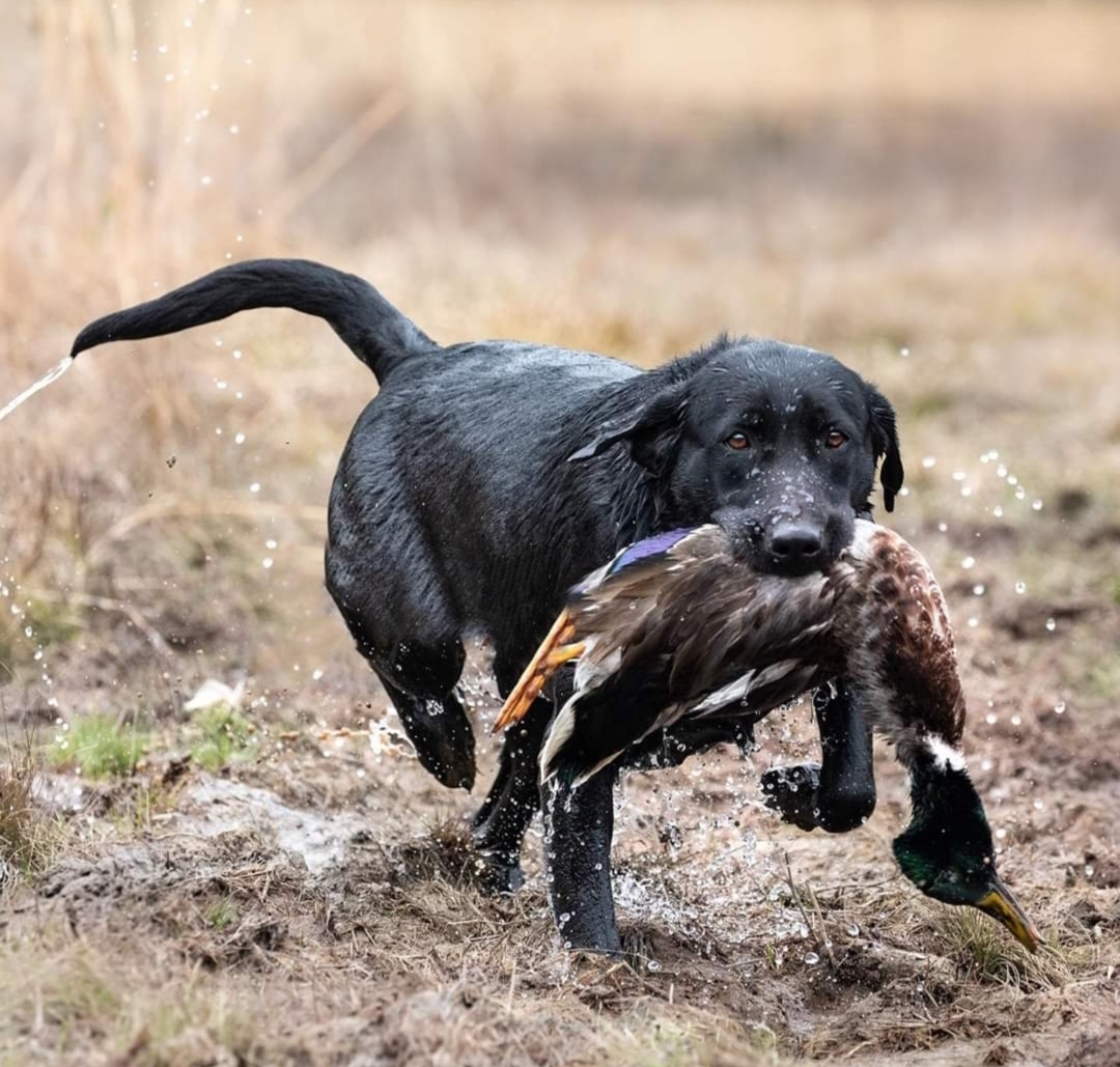 SHR Woodward's Southern Dolly JH | Black Labrador Retriver