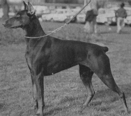 Duchess Gonda v. Oosterwijk | Brown Doberman Pinscher