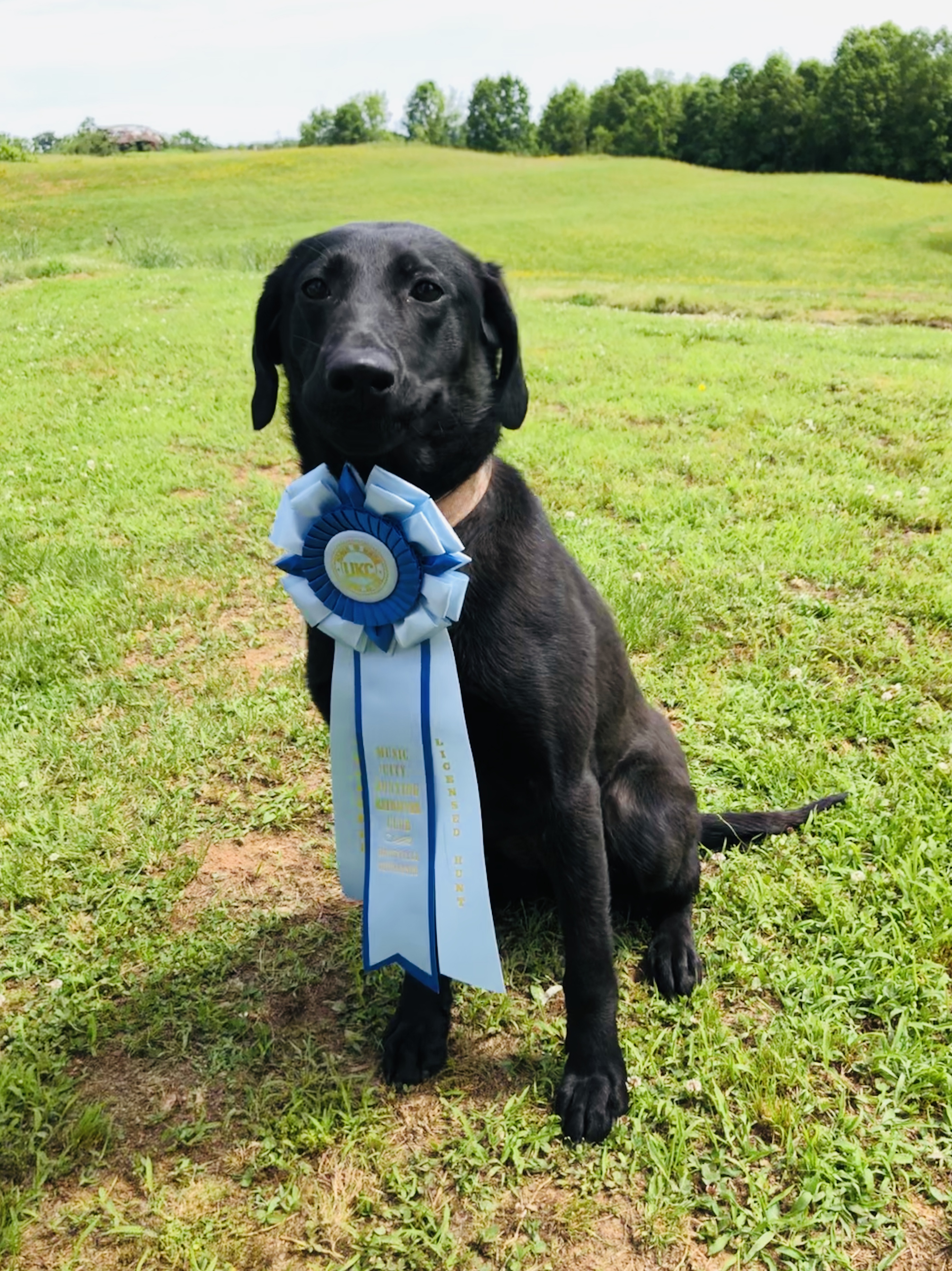 HR Keener’s Let Freedom Ring | Black Labrador Retriver