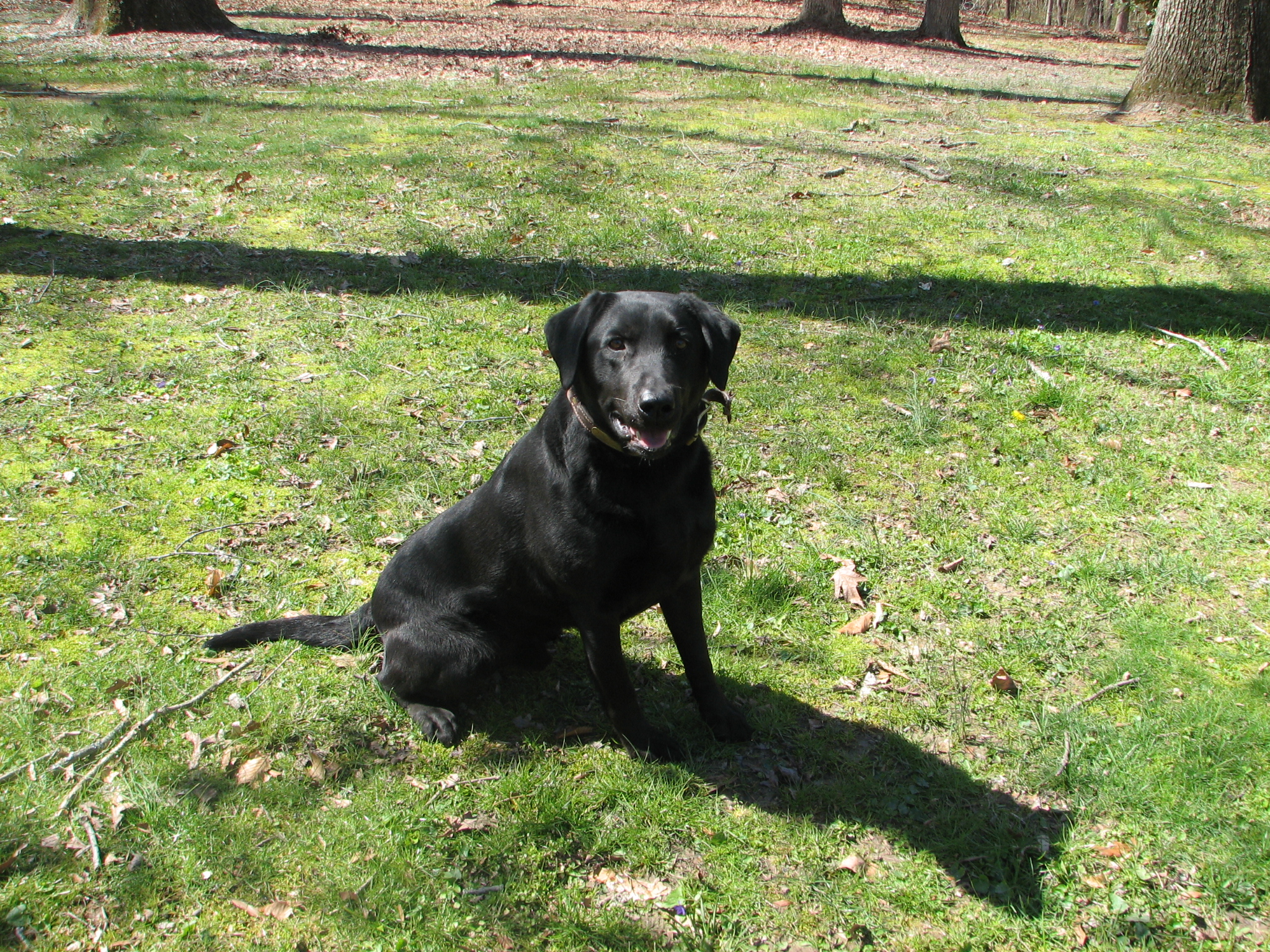 Dutchmans Dancing With Star | Black Labrador Retriver