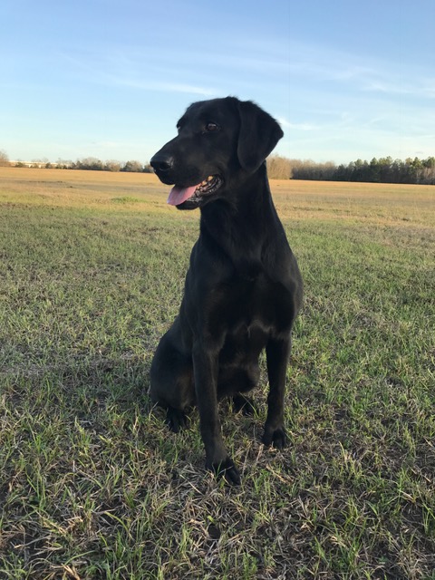 Dutchman's Don't Ever Call Me Doll | Black Labrador Retriver