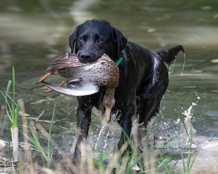 GRCH SHR Dark Water Seas The Day JH WC | Black Labrador Retriver